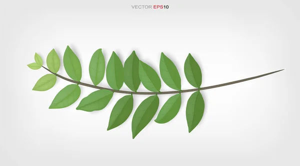 Yeşil Yapraklar Ağaç Dalları Ürün Reklamı Için Doğal Soyut Bir — Stok Vektör