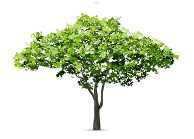 Beyaz arka planda izole edilmiş ağaç. Peyzaj tasarımı, mimari dekoratif. Park ve açık hava objesi fikri. Vektör illüstrasyonu.