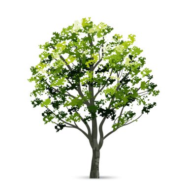 Beyaz arka planda izole edilmiş ağaç. Peyzaj tasarımı, mimari dekoratif. Park ve açık hava objesi fikri. Vektör illüstrasyonu.