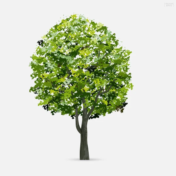 Pohon Terisolasi Pada Latar Belakang Putih Gunakan Untuk Desain Lansekap - Stok Vektor