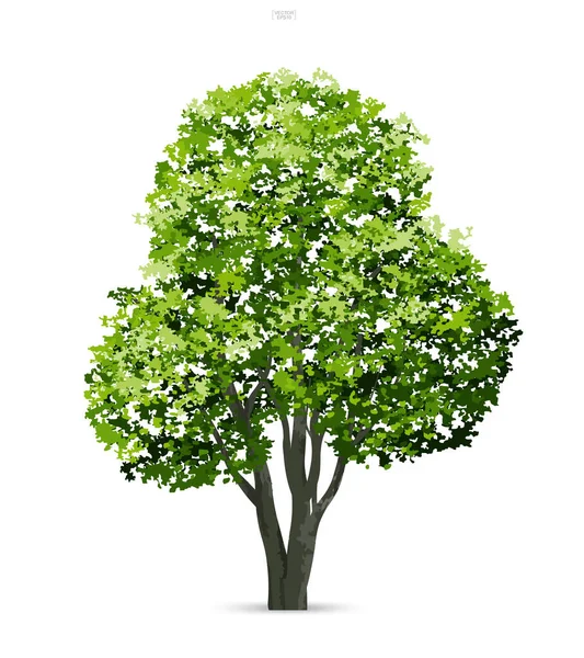 Árbol Aislado Sobre Fondo Blanco Uso Para Diseño Del Paisaje — Vector de stock