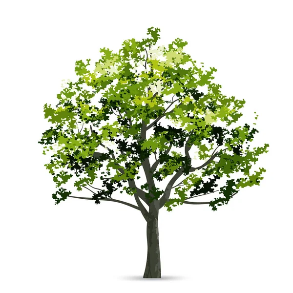 Árbol Aislado Sobre Fondo Blanco Uso Para Diseño Del Paisaje — Vector de stock