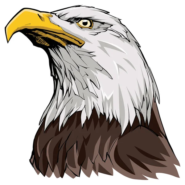Águila calva sobre blanco — Vector de stock