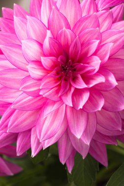 Pembe Dahlia çiçeği closeup çiçeklenme.