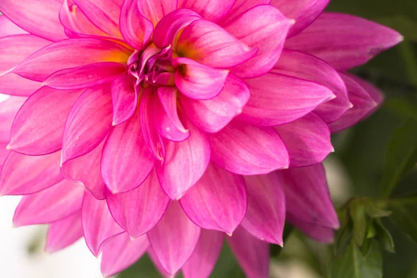 Floraison Rose Dahlia Fleur Gros Plan — Photo