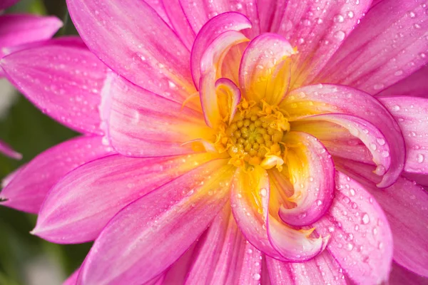 Blühende Rosa Dahlienblüte Nahaufnahme Mit Wassertropfen — Stockfoto