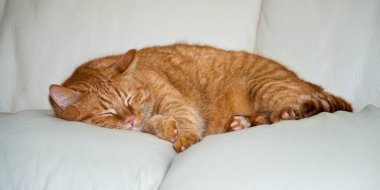 Redhead kedi kanepede uyuyor.