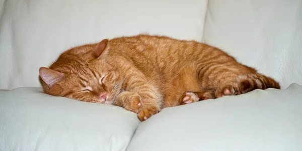 Redhead Kedi Kanepede Uyuyor — Stok fotoğraf