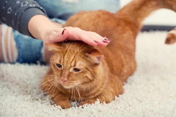 Una Mujer Está Acostada Con Gato Rojo Alfombra Acariciando Mascota — Foto de Stock