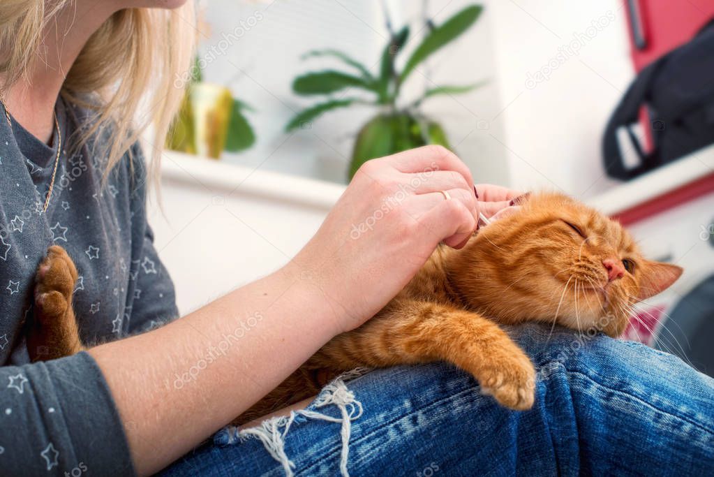 A woman is cleaning the ears of a red cat at home.