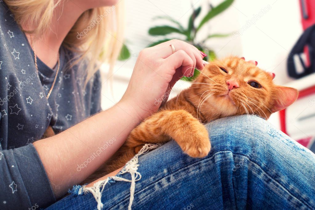 A woman is cleaning the ears of a red cat at home.