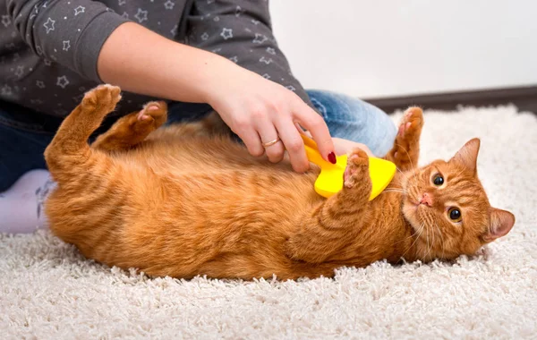 Mujer Peinando Pelirroja Gato — Foto de Stock