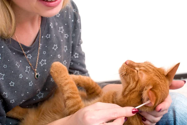 Μια Γυναίκα Είναι Καθαρισμός Αυτιά Της Γάτας Κοκκινομάλλα Στο Σπίτι — Φωτογραφία Αρχείου