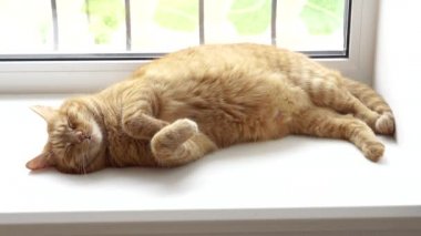 Ginger ev kedisi gündüzleri pencerede uyur. Evcil hayvan. Rahatla..