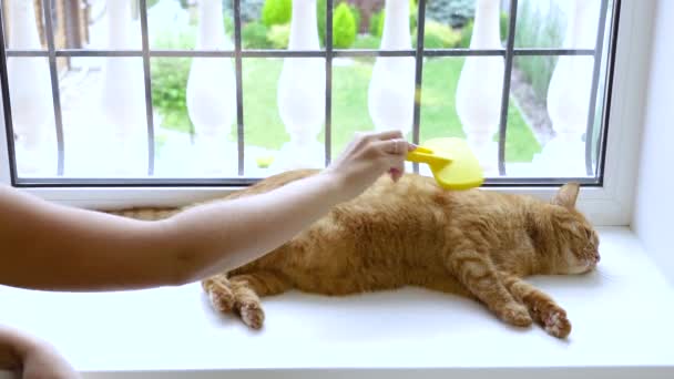 Kobieta Czesanie Jej Ruda Kot Ginger Domu Kot — Wideo stockowe
