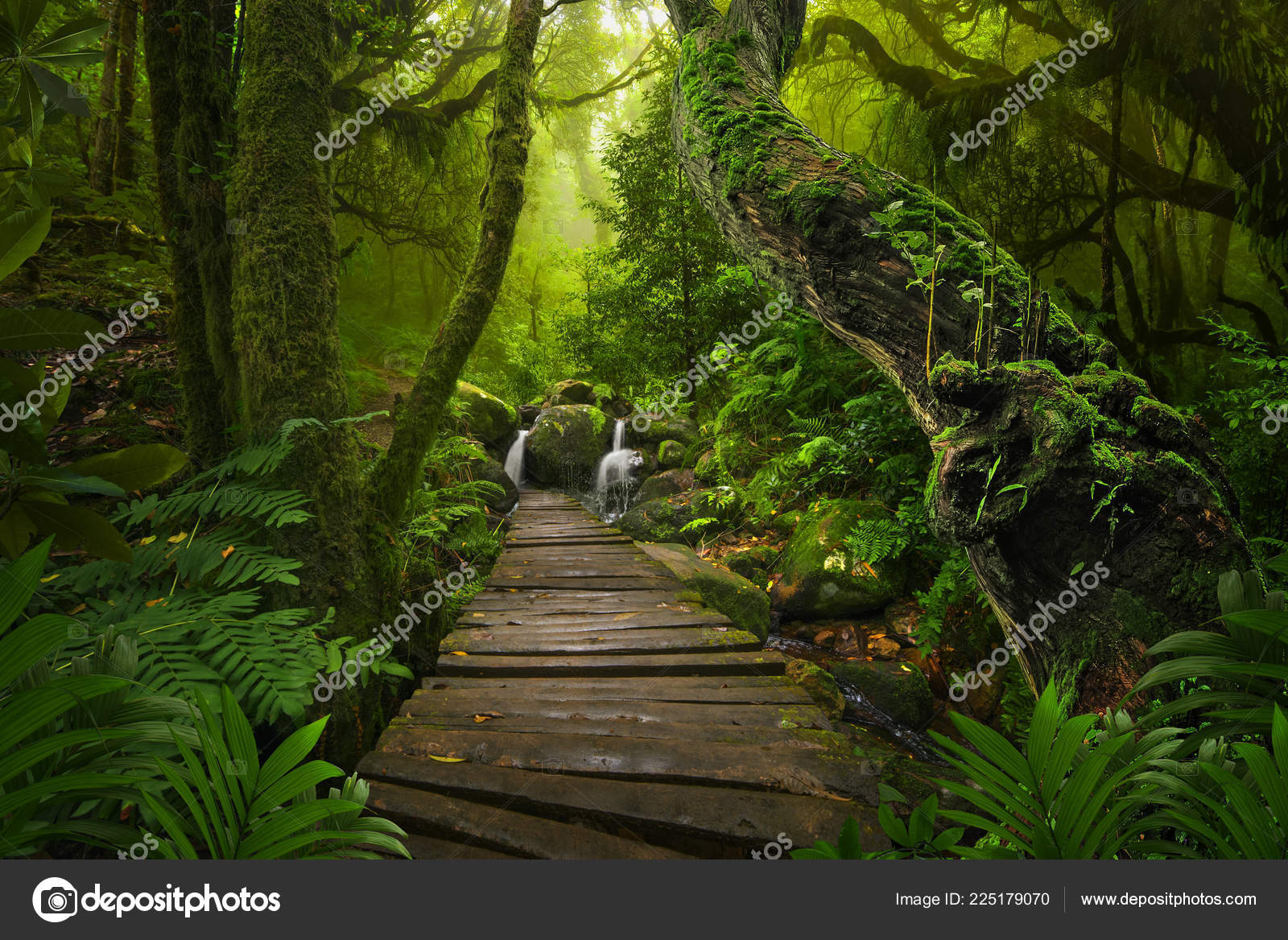 Fotografia Asian rainforest jungle - em