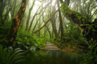 Asya rainforest ormanda Ağustos
