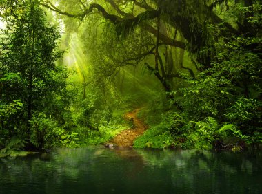 Asya rainforest ormanda Ağustos