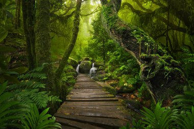 Asya rainforest ormanda Ağustos