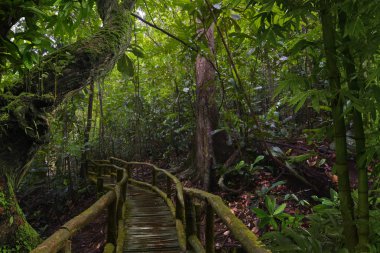 Asya rainforest ormanda Ağustos