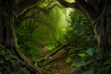 Asya rainforest ormanda Ağustos