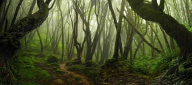 Asya rainforest ormanda Ağustos