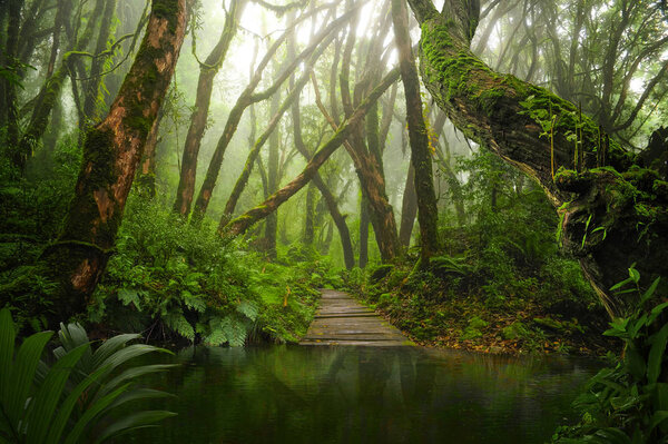 Asian rainforest jungle in august