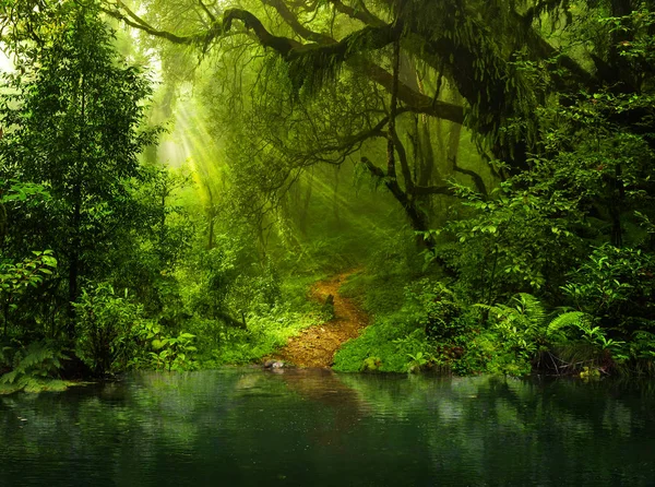 Asiatischer Regenwald Dschungel August — Stockfoto