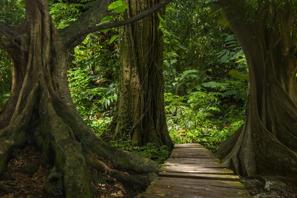 Asijské Rainforest Džungle Srpnu — Stock fotografie