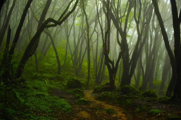 Asian Rainforest Jungle August — Stock Photo, Image