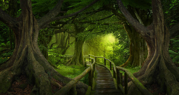 Asian rainforest jungle in august