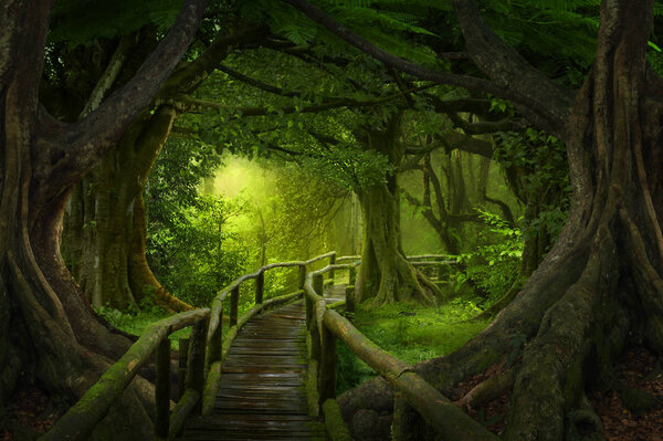 Asian rainforest jungle in august