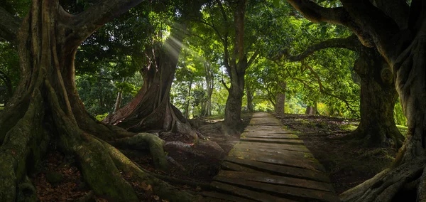8月的亚洲雨林丛林 — 图库照片