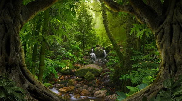 Asian Rainforest Jungle August — Stock Photo, Image