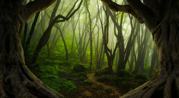 Asian rainforest jungle in august