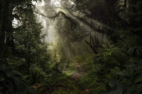 Forêt Tropicale Asiatique Jungle Août — Photo