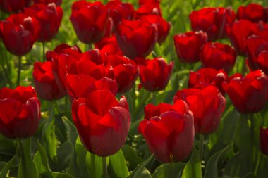 Hollanda'nın tarlalarında ilkbaharda laleler