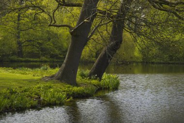 İlkbaharda göl ile Orman 