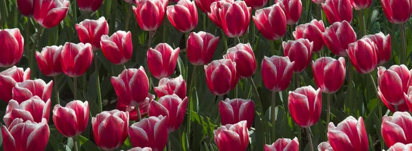 Tulipánok Tavasszal Hollandiai Területeken — Stock Fotó