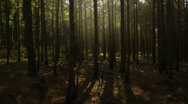 Nehirler ve dağlar ile Orman