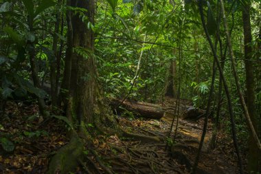 Asya'da tropikal yağmur ormanları