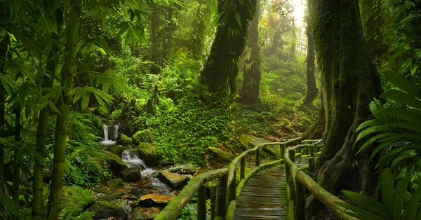 Floresta Tropical Ásia — Fotografia de Stock