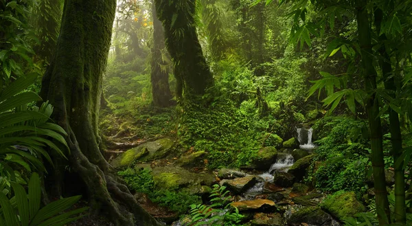 Тропічні Дощові Ліси Азії — стокове фото