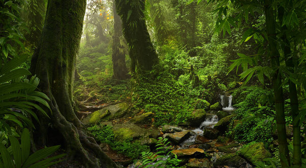 Tropical rain forest in asia