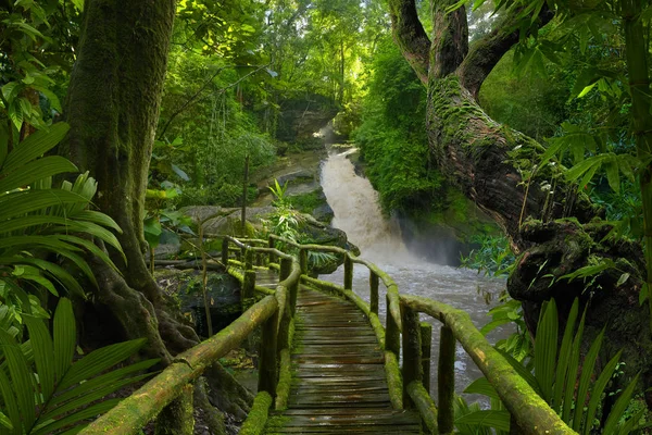 Floresta Tropical Ásia — Fotografia de Stock