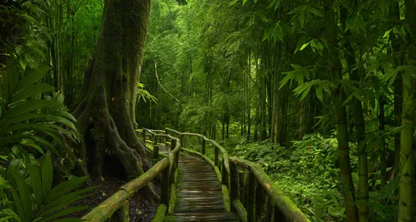 Тропічні Дощові Ліси Азії — стокове фото