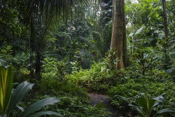 Tropical Rain Forest Asia — Stock Photo, Image