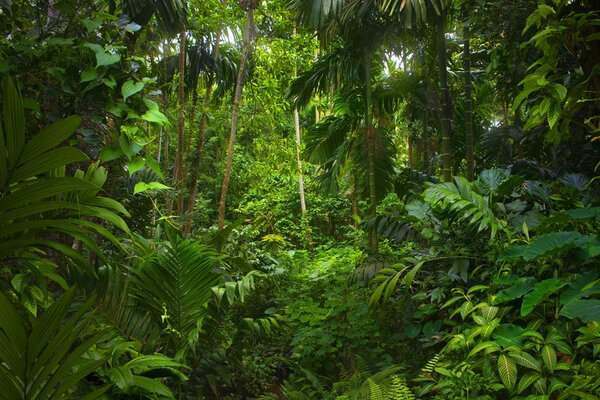 Tropical rain forest in asia