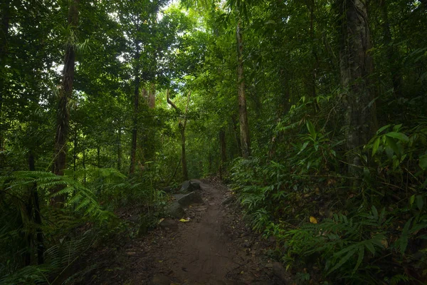 Floresta Tropical Ásia — Fotografia de Stock