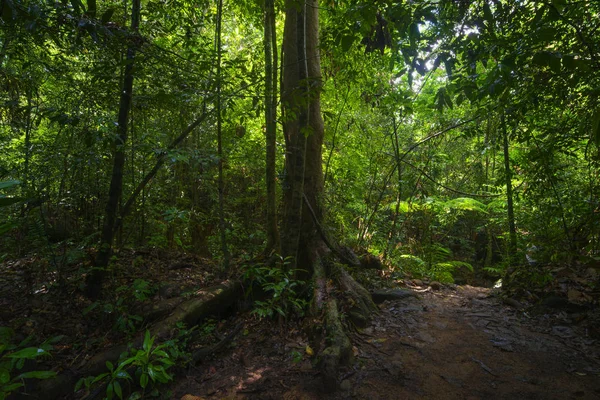 Tropikalny Las Deszczowy Azji — Zdjęcie stockowe